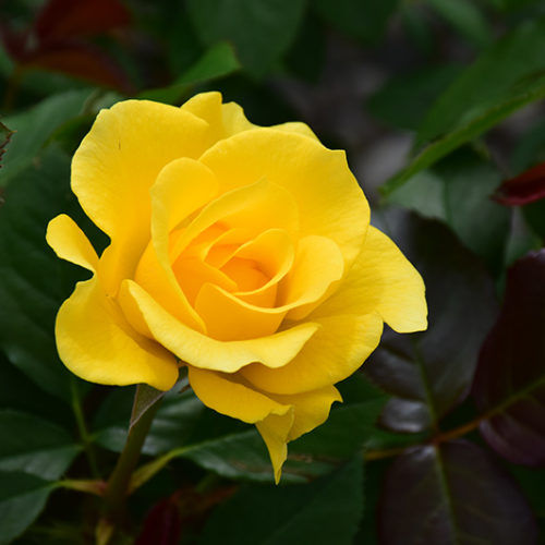 Sparkle And Shine Rose | Rosa 'WEKjunjuc'