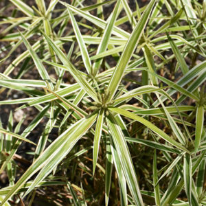 Sparkler Palm Sedge | Carex phyllocephala 'Sparkler'