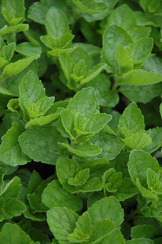 thumbnail image 2 of Spearmint Mint Live Plant (Mentha Spicata) - 4-Inch Pot, Fresh Herb Plant 2 of 13