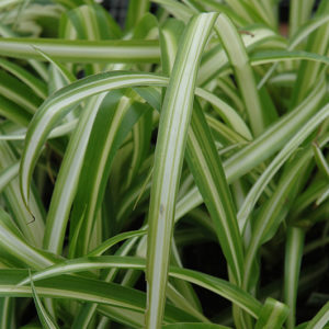 Spider Plant | Chlorophytum comosum