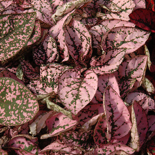 Splash Select Pink Polka Dot Plant - Buchanan's Native Plants