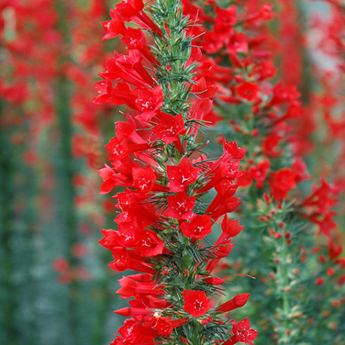 Standing Cypress - Buchanan's Native Plants