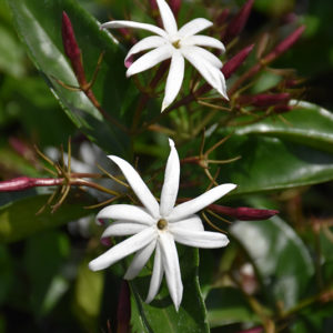 Star Jasmine | Jasminum multiflorum