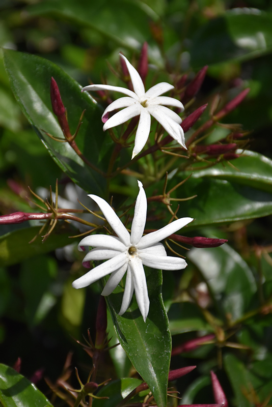 Climbing Jasmine - Buchanan's Native Plants