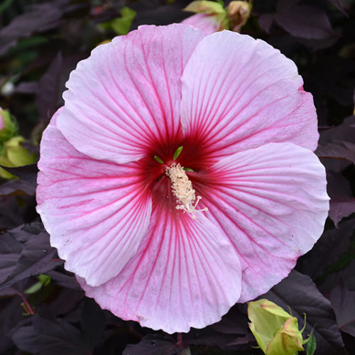 New York Mets Light Pink Hibiscus Pale Green Leaf Black Background