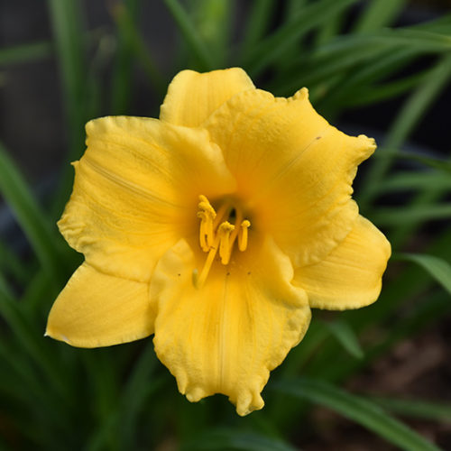 Stella de Oro Daylily | Hemerocallis 'Stella de Oro'