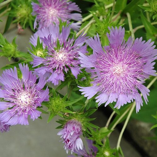 Stoke's Aster | Stokesia laevis