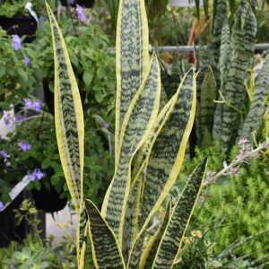 Striped Snake Plant | Sansevieria trifasciata 'Laurentii'