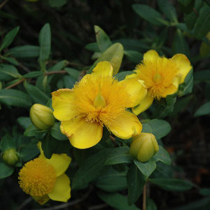 Sunburst St. John's Wort | Hypericum frondosum 'Sunburst'