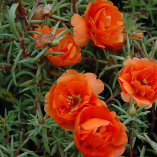 Sundial Orange Portulaca | Portulaca grandiflora 'Sundial Orange'
