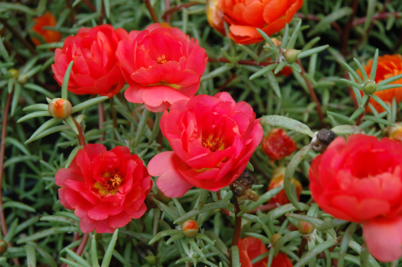 Image of Portulaca grandiflora red annual flower