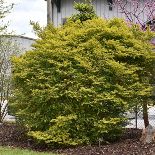 Sunshine Privet | Ligustrum sinense 'Sunshine'