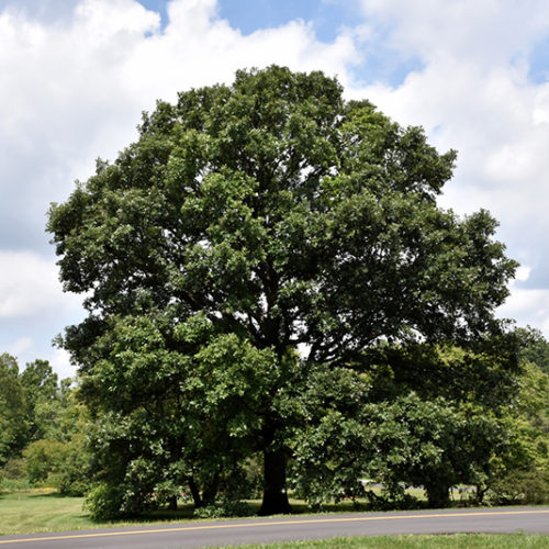 Swamp White Oak | Quercus bicolor