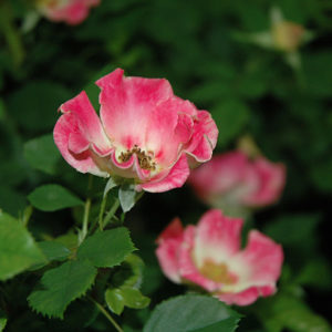 Sweet Spot Calypso Rose | Rosa 'IntRos01'
