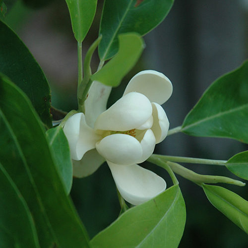 Sweetbay Magnolia | Magnolia virginiana