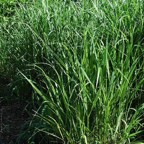 Switch Grass | Panicum virgatum