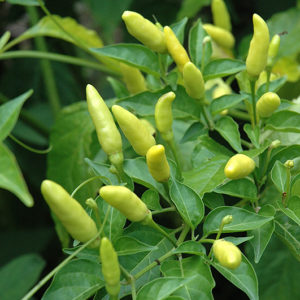 Tabasco Pepper | Capsicum frutescens 'Tabasco'