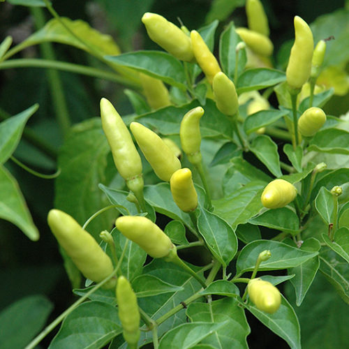 Tabasco Chili Plant & Scoville level Peppers