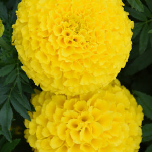 Taishan Yellow Marigold | Tagetes erecta 'Taishan Yellow'
