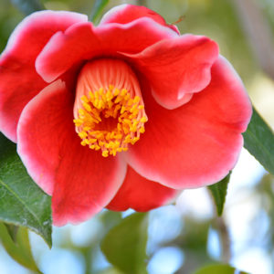 Tama Electra Camellia | Camellia japonica 'Tama Electra'