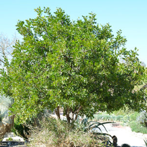Texas Mountain Laurel | Sophora secundiflora