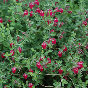 Texas Rose Pink Skullcap | Scutellaria suffrutescens 'Texas Rose'