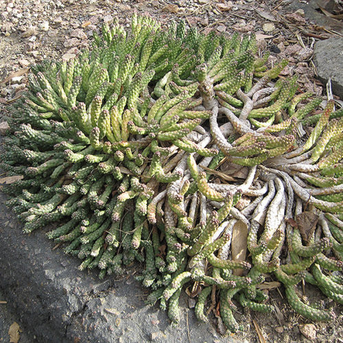 The True Vingerpol | Euphorbia esculenta