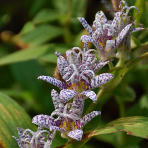 Toad Lily | Tricyrtis hirta