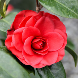 Tom Knudsen Camellia | Camellia japonica 'Tom Knudsen'