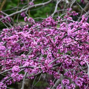 Traveller Weeping Redbud | Cercis canadensis 'Traveller'