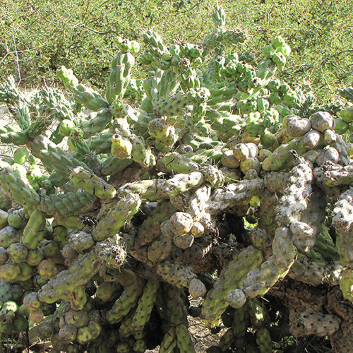 Tree Cholla Cactus | Cylindropuntia cholla