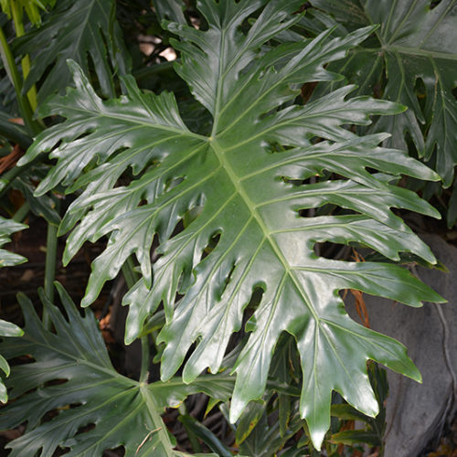 Tree Philodendron | Philodendron selloum