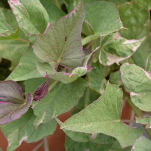 Tricolor Sweet Potato Vine | Ipomoea batatas 'Tricolor'