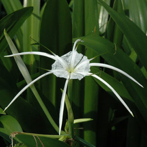 Tropical Giant Spider Lily | Hymenocallis 'Tropical Giant'