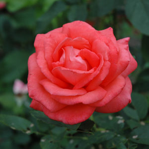 Tropicana Rose | Rosa 'Tropicana'