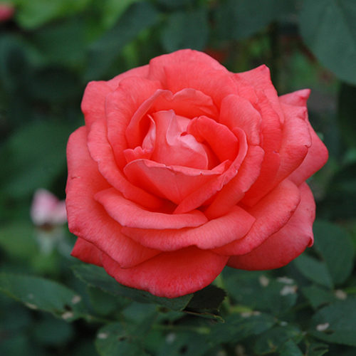 Tropicana Rose | Rosa 'Tropicana'