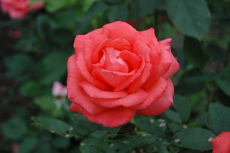 Rosa Tropicana (Hybrid Tea Rose)