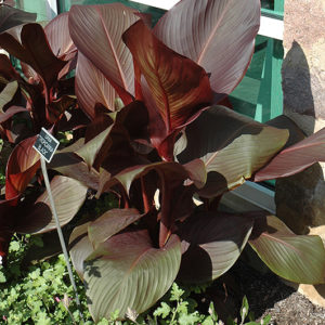 Tropicanna Black Canna | Canna 'Tropicanna Black'