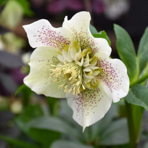 Tutu Hellebore | Helleborus 'Tutu'