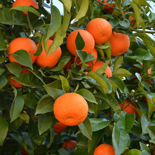 Valencia Orange | Citrus sinensis 'Valencia'