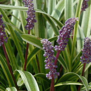 Variegata Lily Turf | Liriope muscari 'Variegata'