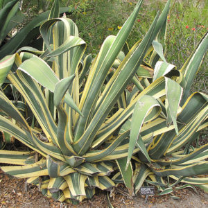 Variegated Century Plant | Agave americana 'Marginata'