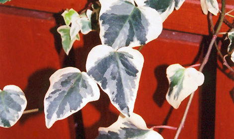 Variegated English Ivy | Hedera helix 'Variegata'