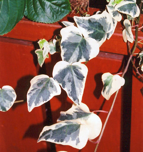 Variegated English Ivy - Buchanan's Native Plants