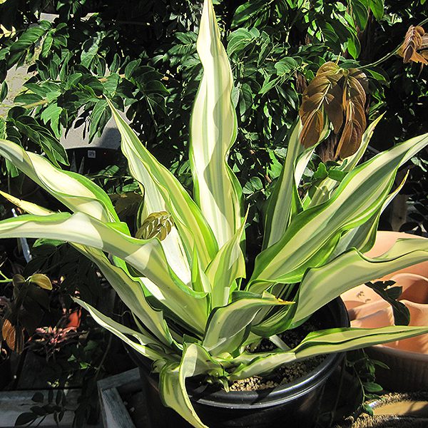 Variegated False Agave - Buchanan’s Native Plants