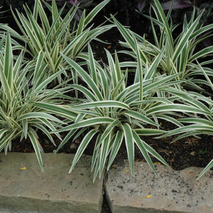 Variegated Flax Lily | Dianella tasmanica 'Variegata'