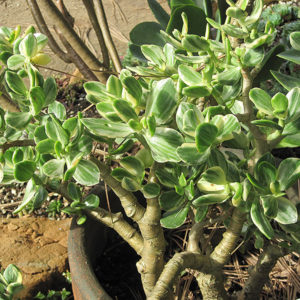 Variegated Jade Plant | Crassula ovata 'Variegata'