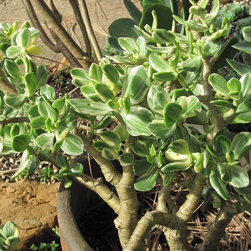 Variegated Jade Plant | Crassula ovata 'Variegata'