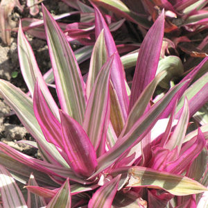 Variegated Moses In The Cradle | Tradescantia spathacea 'Variegata'