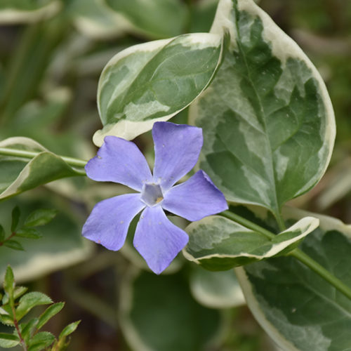 Variegated Periwinkle | Vinca major 'Variegata'